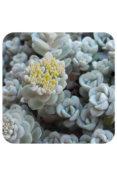 Сріблясте листя очитка Cape Blanco крупним планом